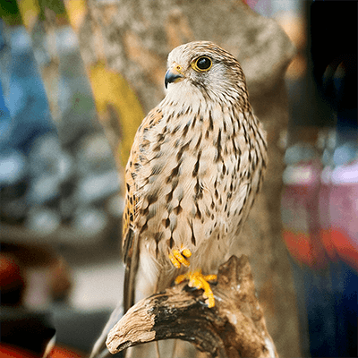 American Kestrel Bird Image